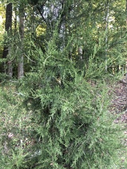 Cupressaceae