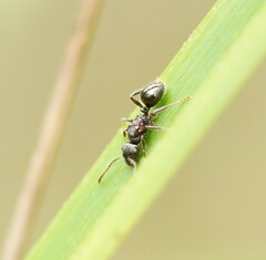 Pseudonotoncus hirsutus