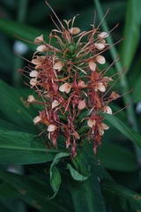 Hedychium coccineum