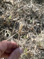 Elymus virginicus