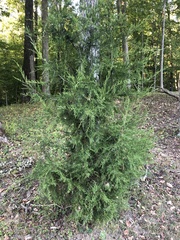 Cupressaceae