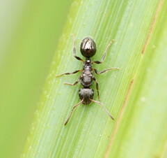 Pseudonotoncus hirsutus