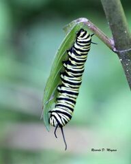 Danaus erippus