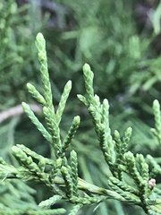 Cupressaceae