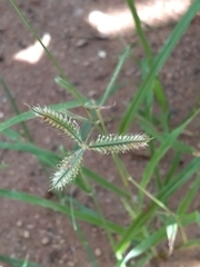 Dactyloctenium aegyptium