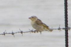 Ploceus velatus