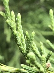 Cupressaceae
