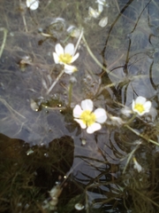 Ranunculus aquatilis