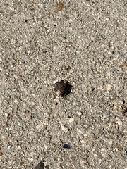 Asopinae