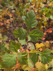Rhus aromatica