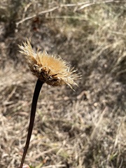 Plectocephalus americanus