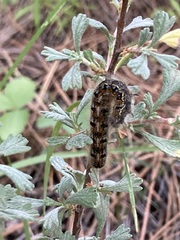 Malacosoma californica