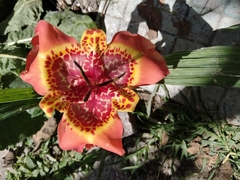 Tigridia pavonia