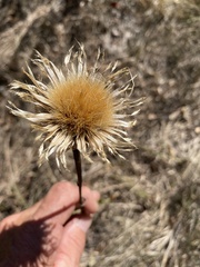 Plectocephalus americanus