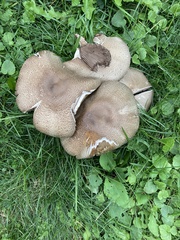 Agaricus augustus
