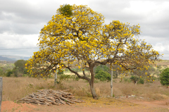 Handroanthus ochraceus