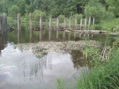 Ranunculus aquatilis