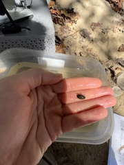 Tropisternus collaris