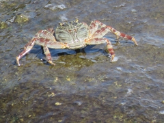 Grapsus