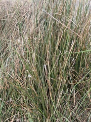 Schoenoplectus americanus