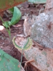 Dactyloctenium aegyptium
