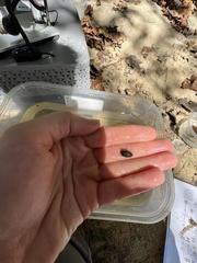 Tropisternus collaris