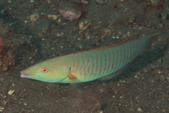 Hologymnosus doliatus