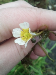 Ranunculus aquatilis