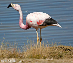 Phoenicoparrus andinus