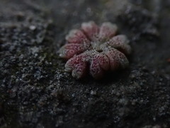 Riccia frostii