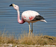 Phoenicoparrus andinus