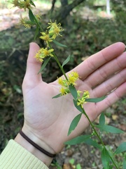 Solidago erecta