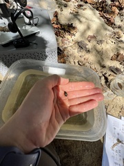 Tropisternus collaris