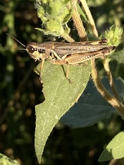 Melanoplus ponderosus