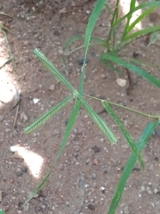 Dactyloctenium aegyptium