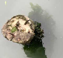 Ulvaceae