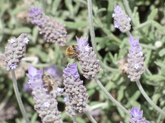 Apis mellifera