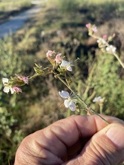 Oenothera filiformis