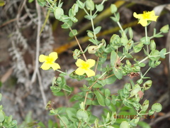Hypericum tetrapetalum