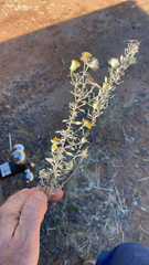 Heterotheca canescens