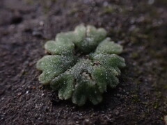 Riccia frostii