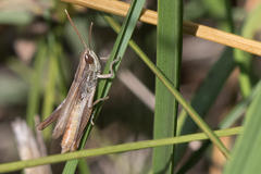 Euchorthippus elegantulus