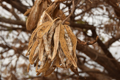 Handroanthus ochraceus