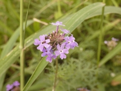 Glandularia tenera