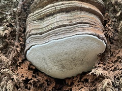 Ganoderma brownii