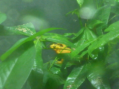 Atelopus zeteki