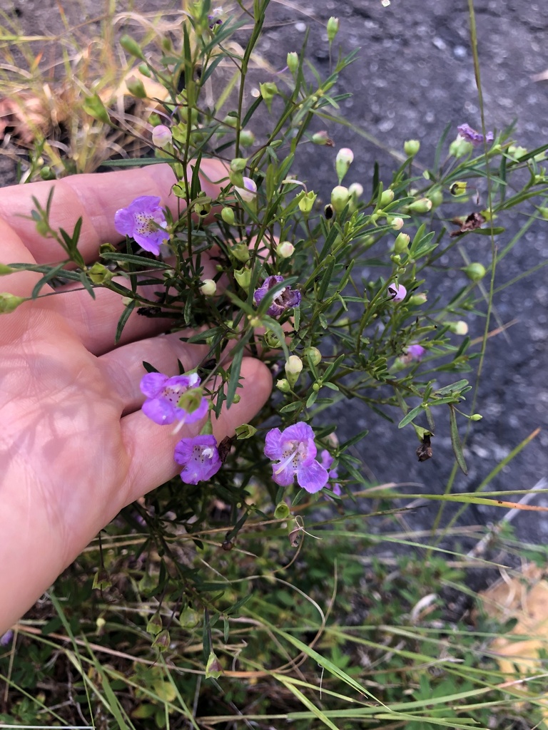 Purple false foxglove from ward 1 little rock ar us on october 1