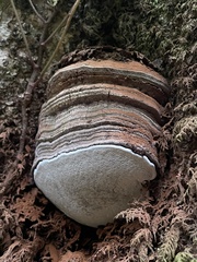 Ganoderma brownii