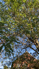 Gleditsia triacanthos