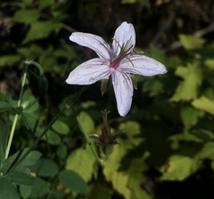 Geranium richardsonii